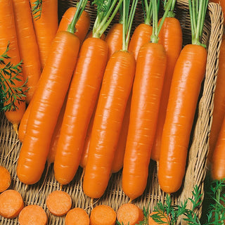 Carota Berlikumer 2 - Rese elevate, radice robusta e saporita - Busta Gigante - 500 g