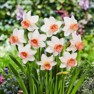 Narciso - Iwona - Narcissus - Forme fitte e scenografiche - 5 bulbi