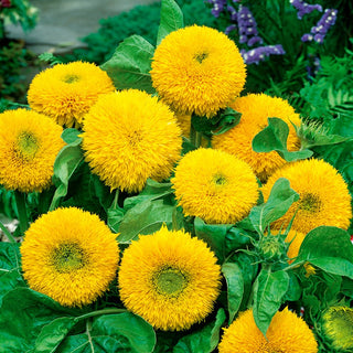 Girasole Teddy Bear - Fiori doppi, soffici, ideale per vaso - Helianthus annuus - Busta Grande - 100 g