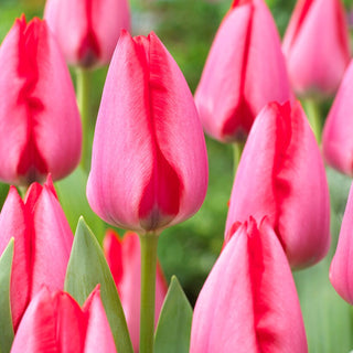 Tulipano - Trick - Tulipa - Varietà elegante e vivace - 5 bulbi