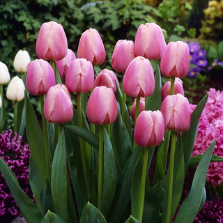 Tulipano - Ollioules - Tulipa - Eleganza e tradizione in giardino - 5 bulbi