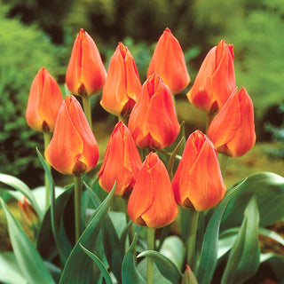 Tulipano - Orange Elite - Tulipa - Bagliore arancione, successo di primavera - 5 bulbi