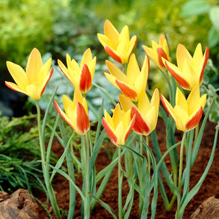 Tulipano - Tinka - Tulipa - Rosa chiaro con boccioli slanciati e delicati - 5 bulbi