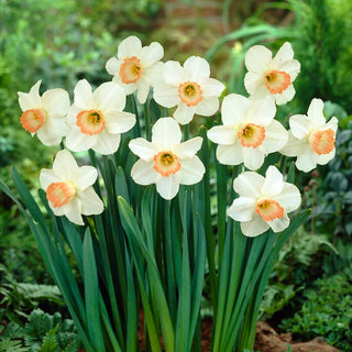 Narciso - Pink Pride - Narcissus - Fascino unico bianco e albicocca - 5 bulbi