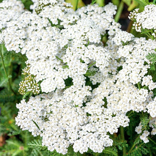 Achillea millefoglie Bianco - Bianco delicato per prati e aiuole - Achillea millefolium
