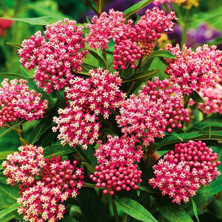 Asclepias Incarnata Carminio Rosso - Eccezionale e perenne, resistente alla siccità - Asclepias incarnata
