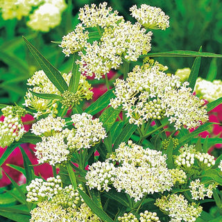 Asclepias Incarnata Bianco - Profumata e delicatamente elegante pianta perenne - Asclepias incarnata