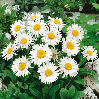 Alpine Aster White - Spectacular and Elegant - Aster alpinus - Premium Seeds