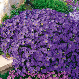 Aubretia - Hendersonii - Viola straordinario perfetto per giardini rocciosi - Aubrieta x hybrida