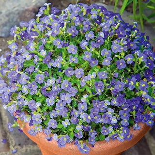 Aubretia - Graeca - Pianta tappezzante decorativa - Aubrieta x hybrida