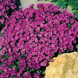 Aubretia - Leichtlinii - Facile da coltivare e a fioritura abbondante - Aubrieta x hybrida