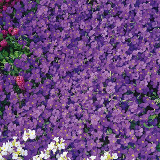 Aubretia - Whitewell Gem - Pianta perenne viola resistente alla siccità - Aubrieta x hybrida