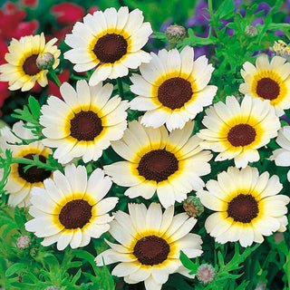 Crisantemo Campestre - Eastern Star - Ravviva il tuo giardino in modo abbondante e duraturo - Chrysanthemum segetum
