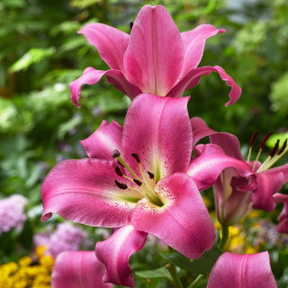 Giglio arboreo - Purple Lady - Lilium - Ideale come sfondo per perenni e bordure