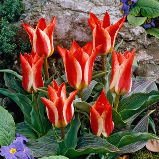 Tulipano - Plaisir - Tulipa - Varietà bassa e compatta per aiuole - 5 bulbi