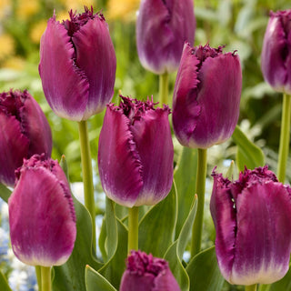 Tulipano - Purple Crystal - Tulipa - Elegante e luminoso in vaso - 5 bulbi