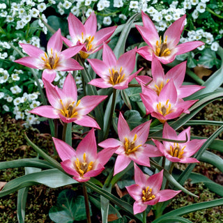 Tulipano - Aucheriana - Tulipa - Brezza primaverile di colori - 5 bulbi