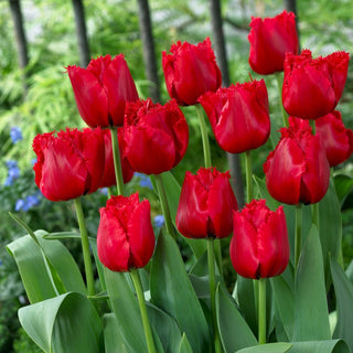 Tulipano - Red Wing - Tulipa - Frangiato, petali dalla forma slanciata - 5 bulbi