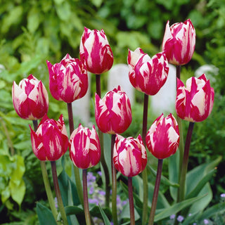 Tulipano - Rems Sensation - Tulipa - Intenso, non richiede estrazione - 5 bulbi