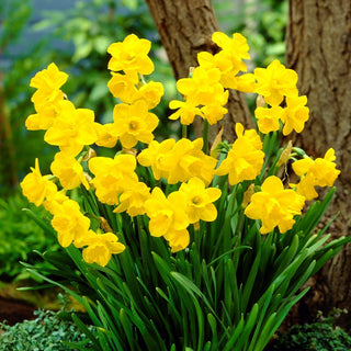 Narciso - Quail - Narcissus - Accento dorato nelle aiuole di primavera - 5 bulbi