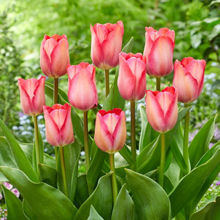 Tulipano - Pink Sound - Tulipa - Perfetto come fiore reciso - 5 bulbi