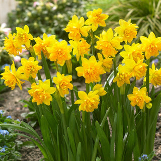 Narciso - Tete Boucle - Narcissus - Prime tonalità della primavera precoce - 5 bulbi