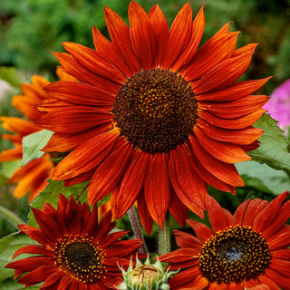 Girasole - Velvet Queen - Colore rosso scuro originale - Helianthus annuus - Busta Gigante - 1 kg