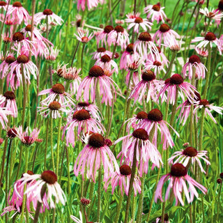 Echinacea pallida - Bellissima, officinale e molto amata dalle api