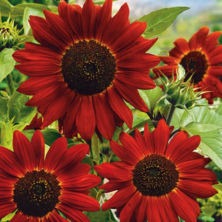 Girasole - Velvet Queen - Splendidi fiori rosso mogano, l'eleganza allo stato puro - Helianthus annuus