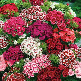 Garofano dei Poeti - Miscuglio a fiori semplici - Colorato e profumato, ideale per aiuole - Dianthus barbatus