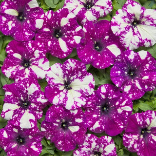 Petunia - Dot Star F1 - Dark Violet - Motivo a stella unico, un viola che cattura lo sguardo - Petunia hybrida