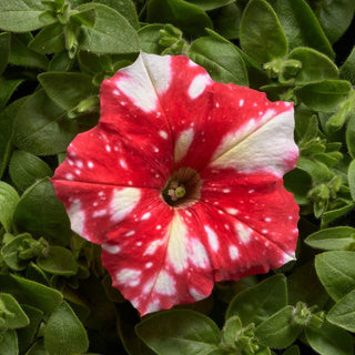 Petunia - Dot Star F1 - Red - Rosso fiammante con stelle bianche, affascinante - Petunia hybrida
