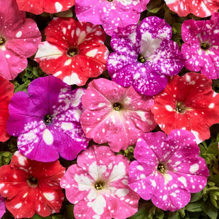 Petunia - Dot Star F1 - miscuglio - Un cielo stellato colorato nel tuo vaso - Petunia hybrida