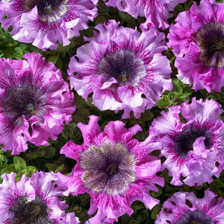 Petunia - Superbissima Rosea - Enormi fiori rosa dai bordi sottilmente ondulati - Petunia hybrida
