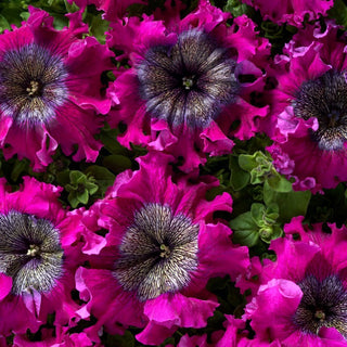 Petunia - Superbissima Wine Red - Rosso bordeaux maestoso, fioritura gigantesca - Petunia hybrida