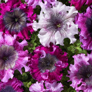 Petunia - Superbissima - miscuglio - Fiori giganteschi, attirano assolutamente tutti gli sguardi - Petunia hybrida