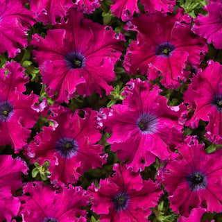 Petunia - Aphrodite F1 - Purple - Eleganti cascate viola, fiorisce per tutta l'estate - Petunia hybrida