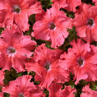 Petunia - Aphrodite F1 - Salmon - Delicato color salmone, una bellezza mozzafiato - Petunia hybrida