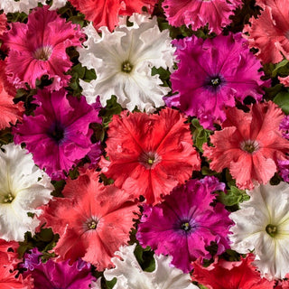 Petunia - Aphrodite F1 - miscuglio - Spettacolare mix di colori per il tuo balcone - Petunia hybrida