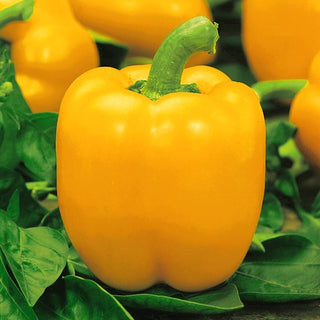 Peperone Yellow California Wonder - Giallo brillante, la classica croccantezza dolce