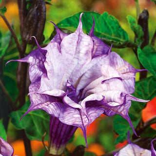 Tromba del Diavolo Ballerina - Magnifici fiori doppi, profumo meravigliosamente inebriante - Datura metel