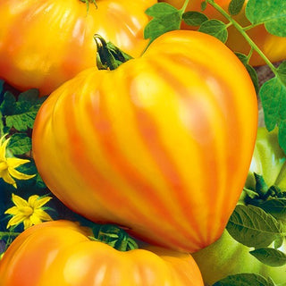 Pomodoro - Gourmansun F1 - Bicolore, dolce come un frutto tropicale