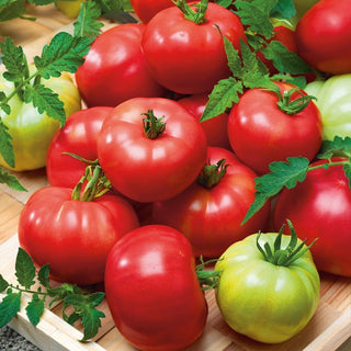 Pomodoro - Esmira F1 - Delizioso pomodoro lampone, altissima resistenza