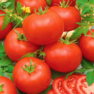 Pomodoro - Mahitos F1 - Resistente alle spaccature, frutti grandi e rese immense