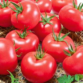 Pomodoro - Pink King F1 - Il re dei sapori, incredibilmente dolce e succoso