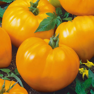 Pomodoro - Oxheart Orange - Cuore arancione, polpa molto generosa e sapore dolce