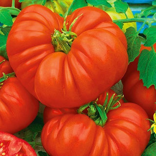 Pomodoro - Beefsteak - Taglia XXL, varietà antica dal sapore leggendario