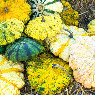 Zucchino Patisson - Strie Melange - Mix colorato, forme insolite ideali per la decorazione