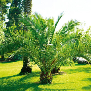 Palma delle Canarie - Perenne, esotica, resistente - Phoenix canariensis
