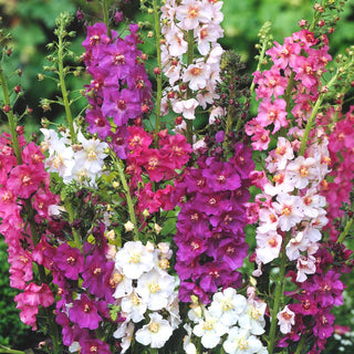 Verbasco Porporino - Si presenta bene in gruppo - Verbascum phoeniceum